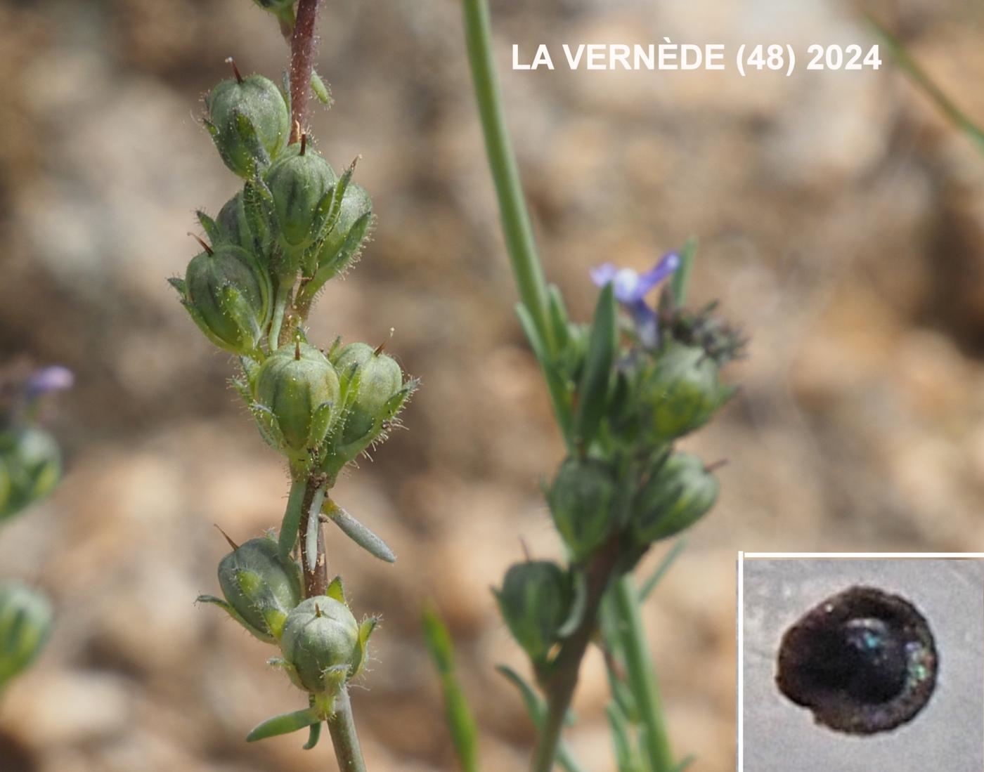 Toadflax fruit